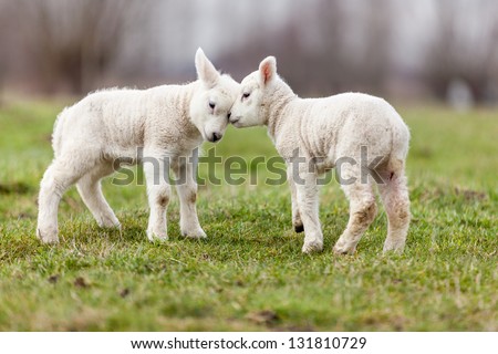 Agnello Sheep