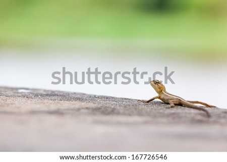an lizard walking near to me when i lei on the grond