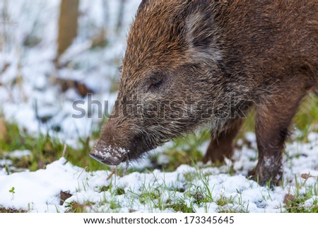 In the forest there lives wild boar, he is sleeping