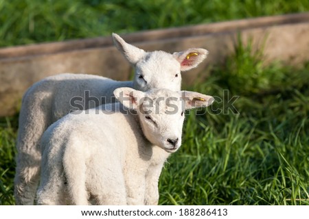 Two lamb stay and looking around near a wooden cratch