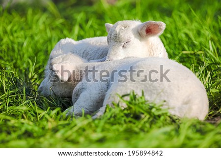 Two lamb sleep on the ground after a good meal