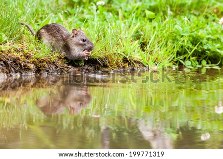 un rat eat by the water in a park of the city