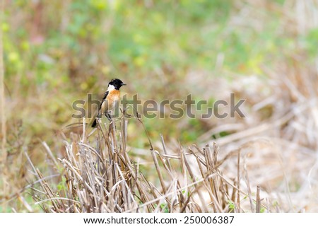 in the country of Thailand, there is a male Pied Bush Chat waiting on a stick