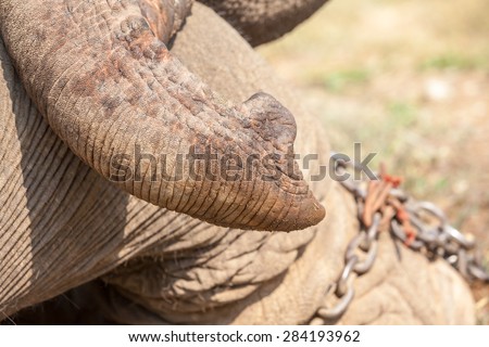 trunk of an elephant and a heavy chain on his leg