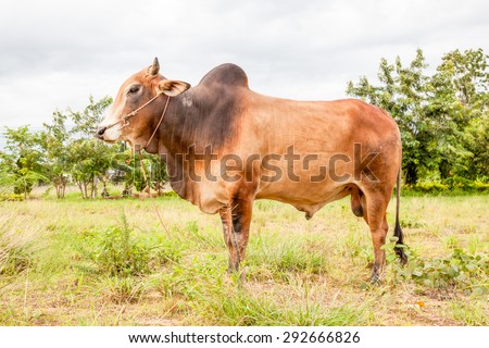 in northern Thailand on a meadow stands a bull with a buld on his back