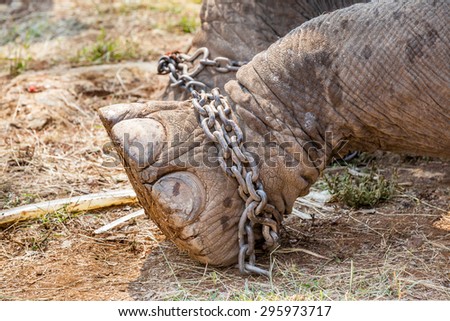 heavy chain on the leg from an elephant