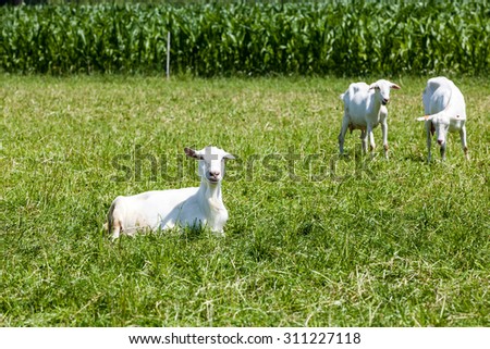 goat lie down on the field in the sun