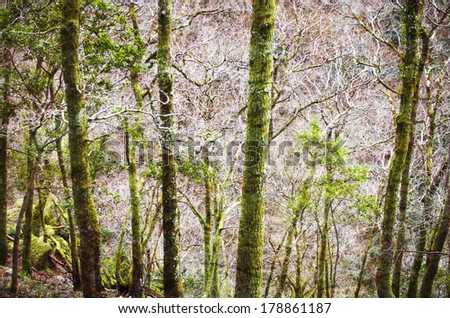 vibrant green forest floor of a tranquil dense forest.