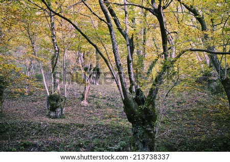 vibrant green forest floor of a tranquil dense forest.
