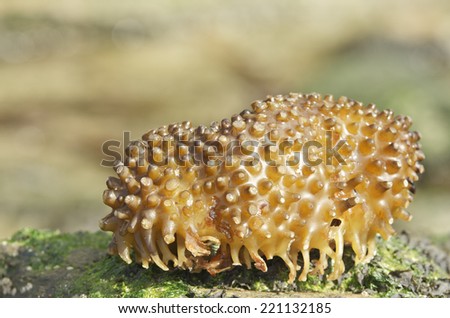 Portrait of a sea sponge on the beach