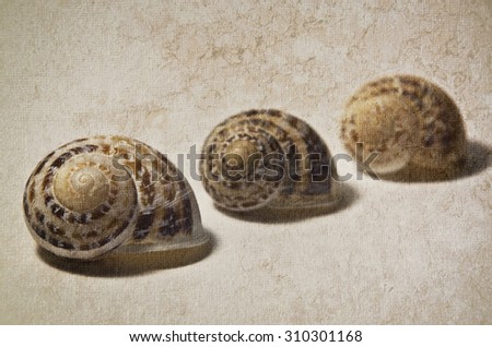 Marine shells on vintage background - copy space.