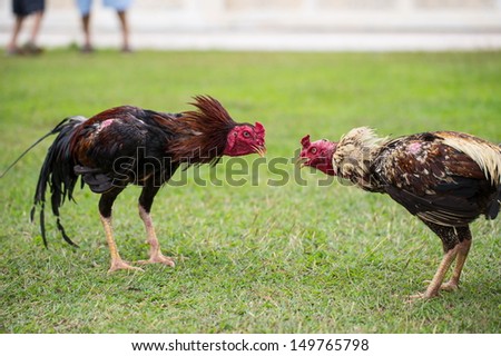 fighting cock on green grass, animal fight in asia
