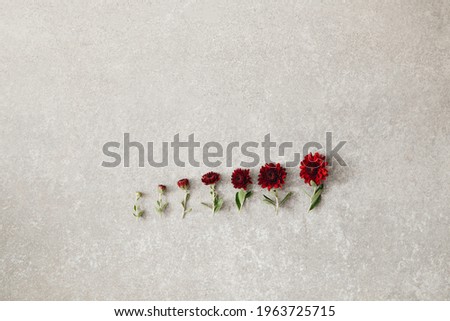 Creative flower arrangement on gray concrete background, blooming concept, tages of growth flat lay, copy space Photo stock © 