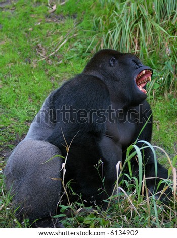 Huge Black Gorilla