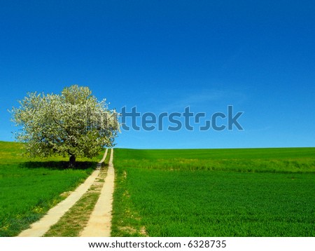 Solitary tree on a hill with a way in a summer sunny day
