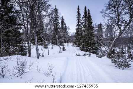 Cross Country Skiing Trail through Winter Woodland, Storvallen, Sweden
