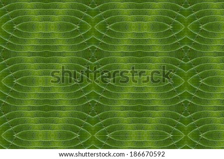 Pattern of leaves. ( art from nature ) part 1