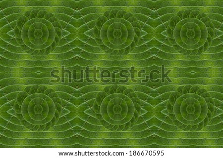 Pattern of leaves. ( art from nature ) part 7