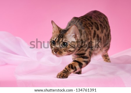 Bengal cat on a pink background