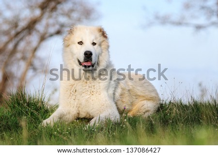 Asian shepherd dog lying on the lawn