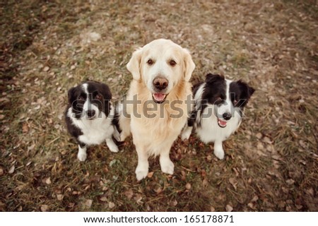 Three dogs, golden retriever and border collie, sitting on the grass