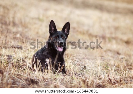 Black German Shepherd on the field