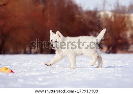 White Swiss Shepherd puppy playing, winter