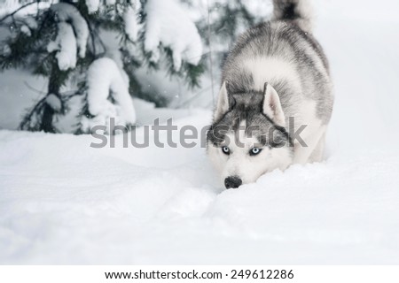 Husky, dog, snow, winter, landscape, animal, blue, pet, daylight, predator, nordic, nature with snow Christmas trees