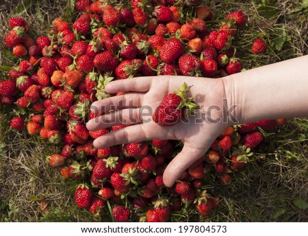 Fresh Strawberry fruit berry in the hand background photo texture