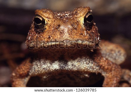 An American Toad (Bufo Americanus) looking directly into the lens