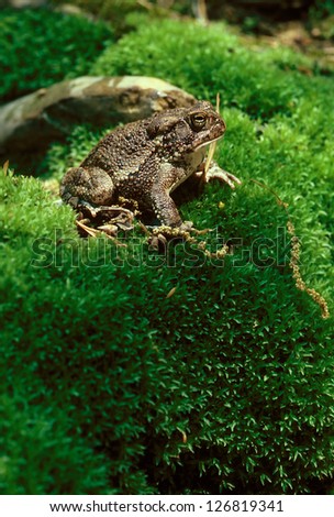 An American Toad (Bufo americanus) on a moss covered hill