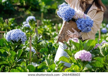 Similar – Image, Stock Photo Hydrangea Environment