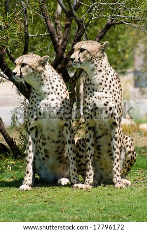 Two young cheetahs sitting on the grass side by side