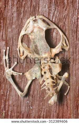 Chameleon Skeleton on wood
