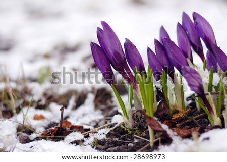 Purple crocuses through the snow