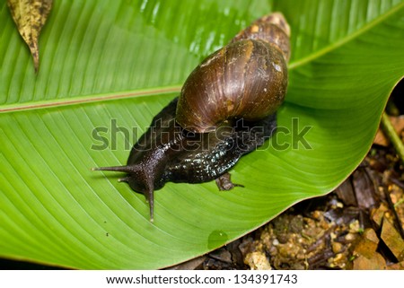 Land snail outside on green leaf