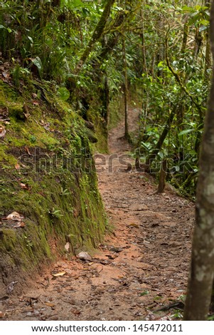 Path in Ecuador Jungle, rainforest