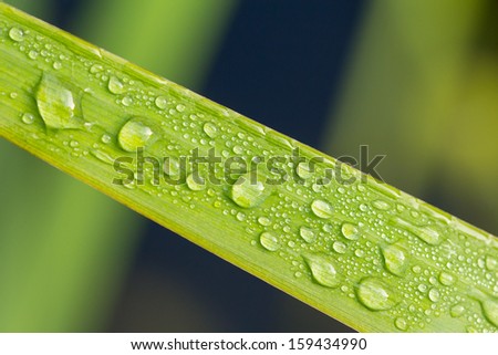 Background with raindrops on a green leaf