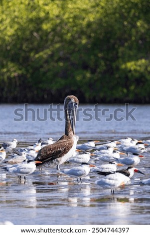 Similar – Image, Stock Photo Terns and pelicans birds