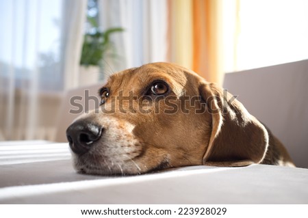 close up of thoughtful dog resting her head on a table