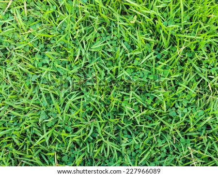 Green grass on the football field in a rural school.
