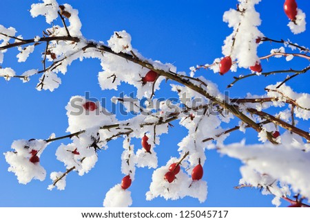 Bushes,twigs,red fruit of the wild rose,in the white snow,covered with hoar frost,on the background of the blue sky.