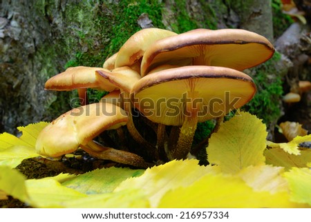 Mushrooms growing in the woods among the fallen leaves