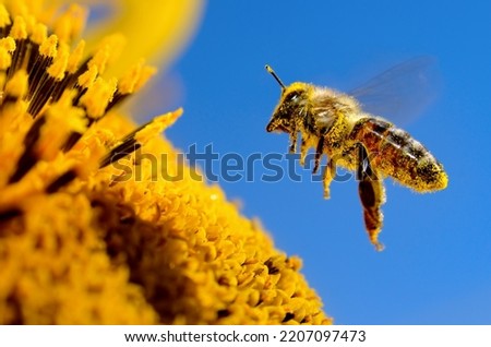 Image, Stock Photo Bee flies on blue grape hyacinth