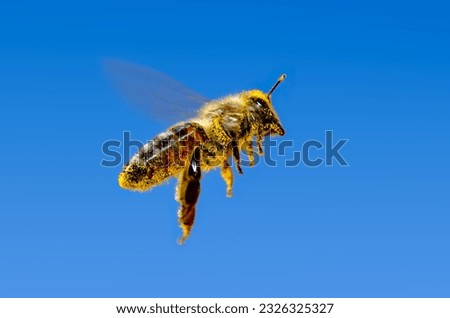 Similar – Image, Stock Photo Bee flies on blue grape hyacinth