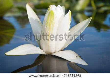 White lily blooming lake on the background of green leaves