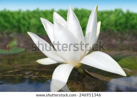 White lily blooming lake on the background of green leaves