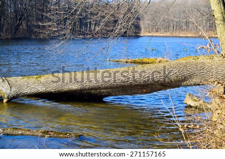 Trunk of a fallen tree in a forest lake water