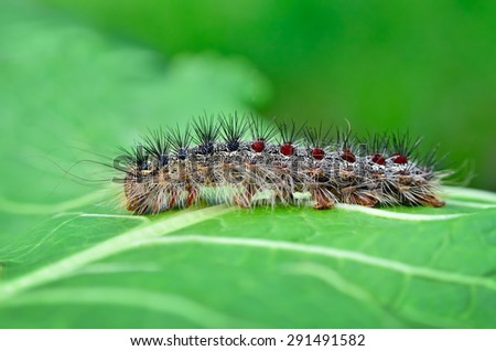 Gypsy moth caterpillar, crawling on young leaves
