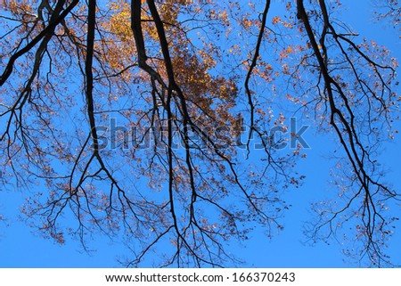 autumn tree background in japan, saitama, Japan
